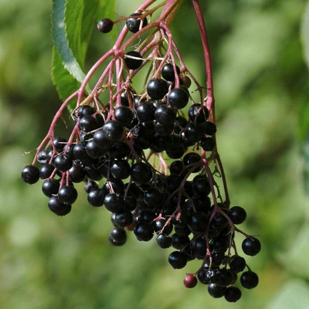 Melasa CULTt Elderberry Do Suchego Tytoniu 900ml